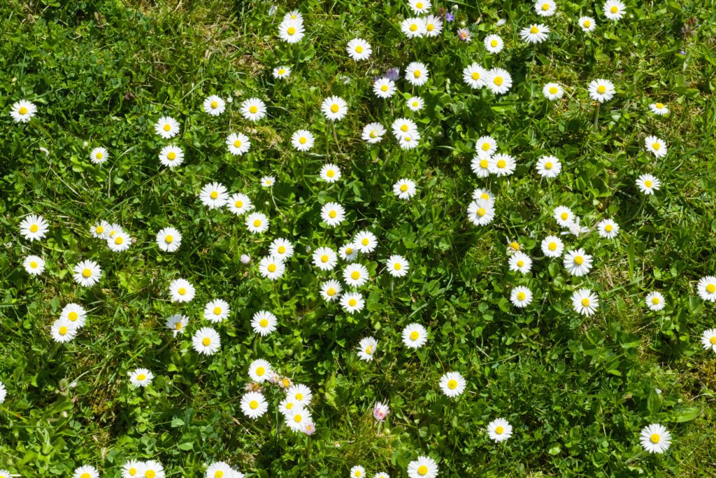 Asteraceae