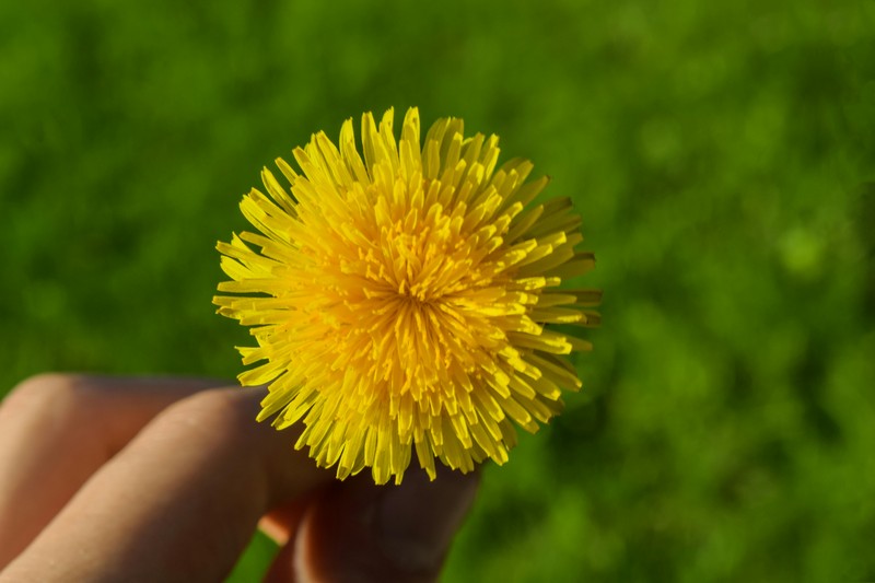 Løvetann sett ovenifra. Løvetannen er super for pollinatorer!