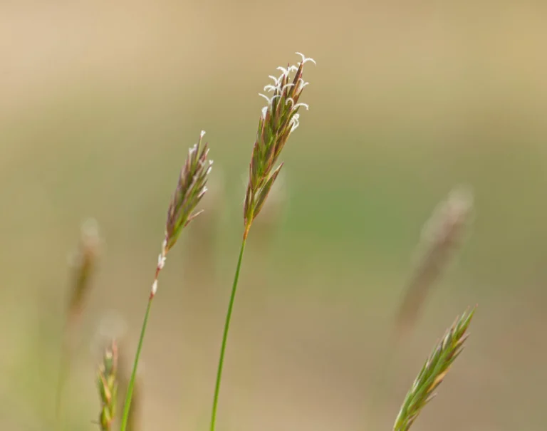 Anthoxanthum odoratum