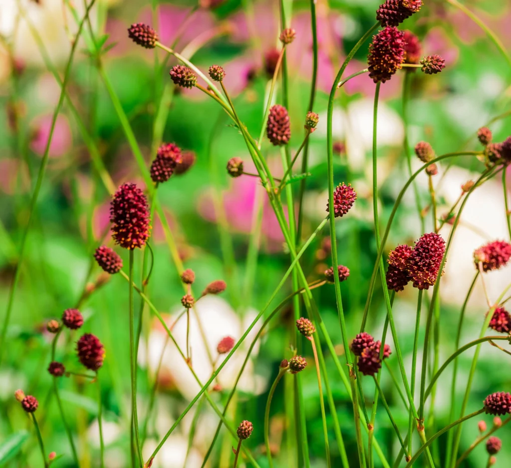 Sanguisorba officinalis, planter som hører hjemme i Norge